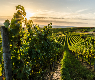 Rhein Weinberg Rhein Weinberg
